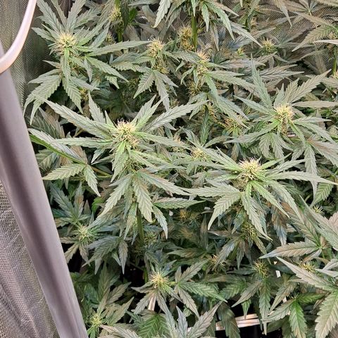 Auto Cheese Cake growlog timeline photo