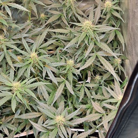 +Speed Auto growlog timeline photo