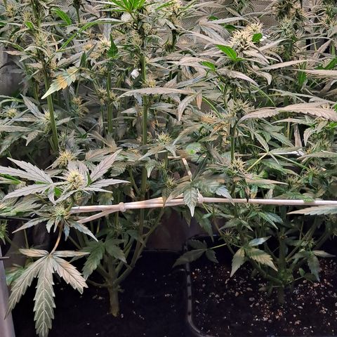 Auto Cheese Cake growlog timeline photo