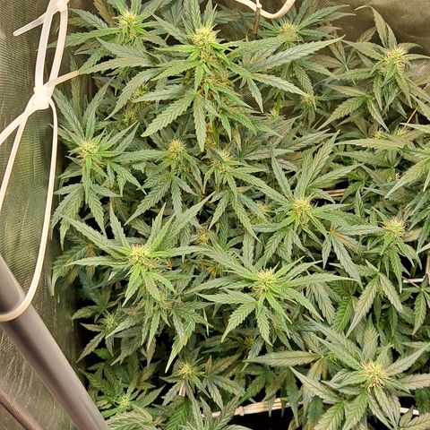 Auto Cheese Cake growlog timeline photo