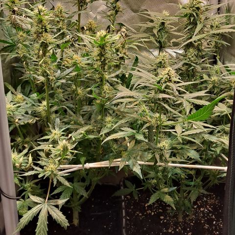 +Speed Auto growlog timeline photo