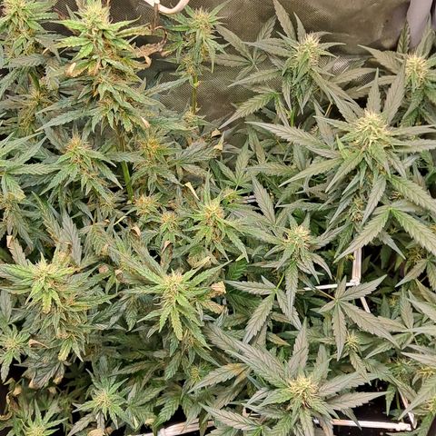 Auto Cheese Cake growlog timeline photo