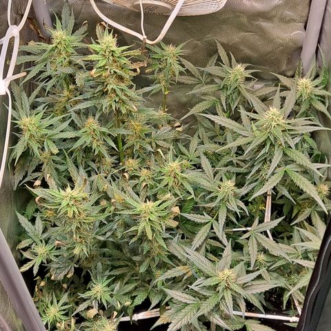 Auto Cheese Cake growlog timeline photo