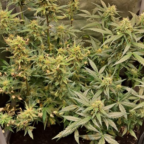 +Speed Auto growlog timeline photo