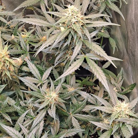 +Speed Auto growlog timeline photo