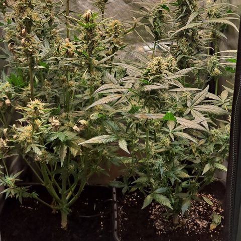 +Speed Auto growlog timeline photo