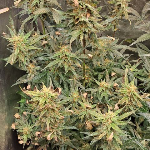 Auto Cheese Cake growlog timeline photo