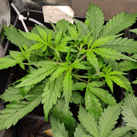 Auto Bruce Banner growlog timeline photo
