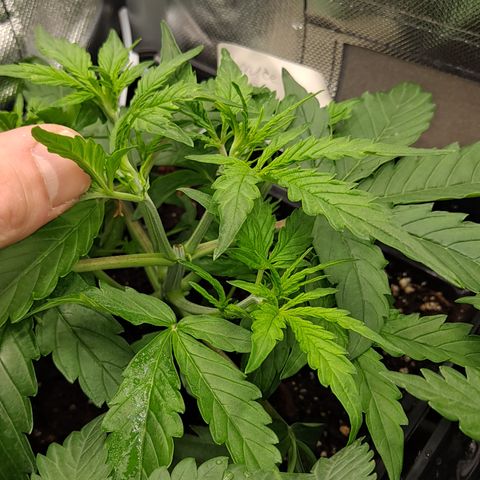 Auto Bruce Banner growlog timeline photo
