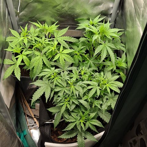 Auto Bruce Banner growlog timeline photo