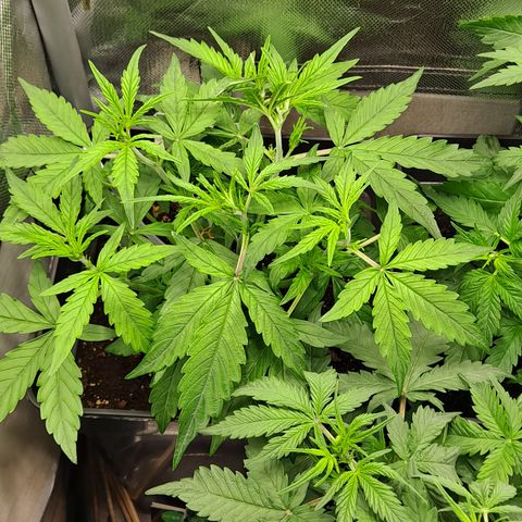 Auto Bruce Banner growlog timeline photo