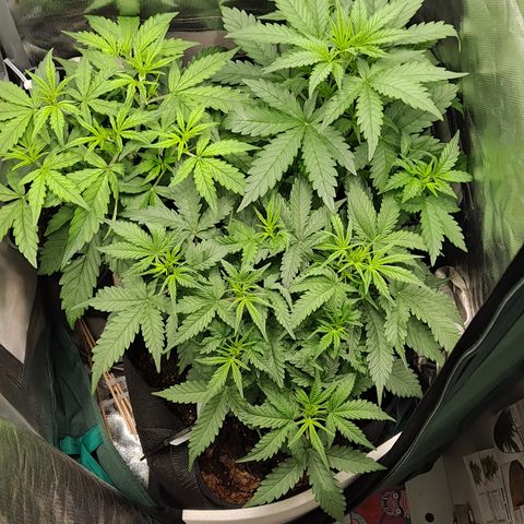Auto Bruce Banner growlog timeline photo