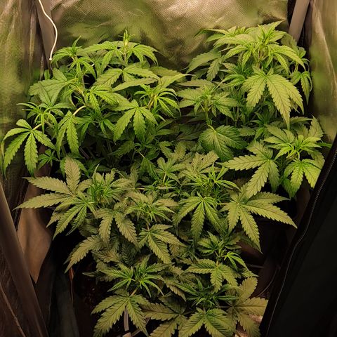 Auto Bruce Banner growlog timeline photo