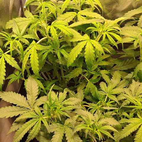 Auto Bruce Banner growlog timeline photo