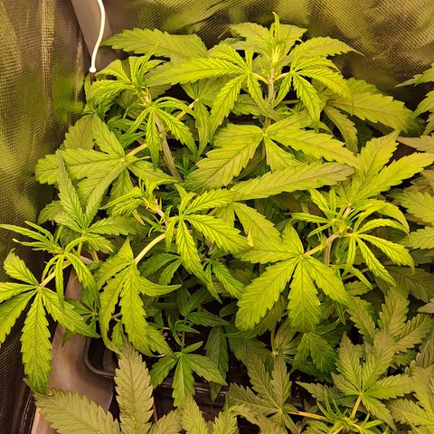 Auto Bruce Banner growlog timeline photo