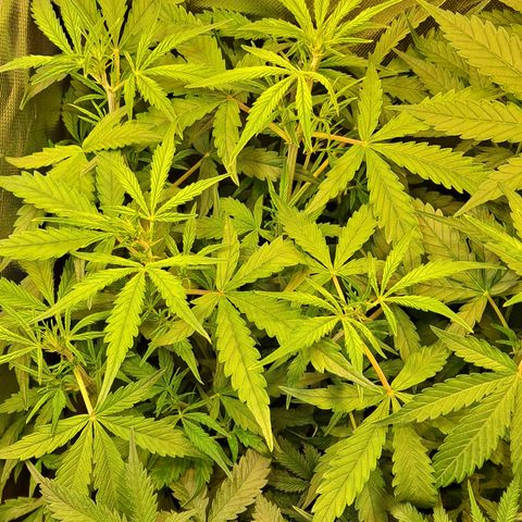 Auto Bruce Banner growlog timeline photo