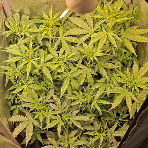 Auto Bruce Banner growlog timeline photo