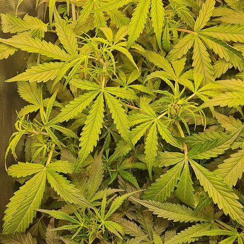 Auto Bruce Banner growlog timeline photo