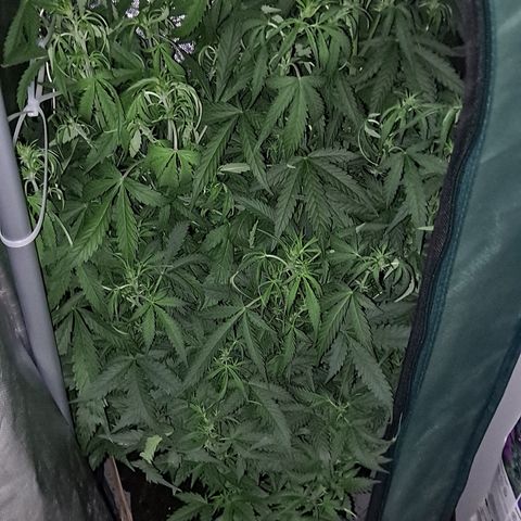 Auto Bruce Banner growlog timeline photo