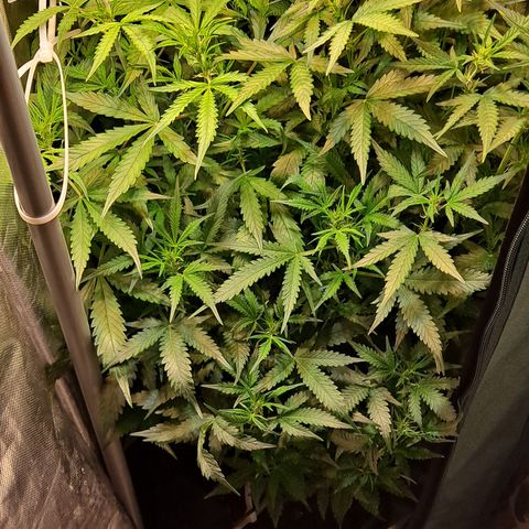 Auto Bruce Banner growlog timeline photo