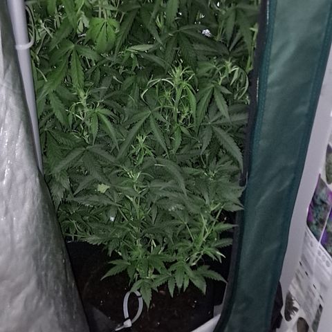 Auto Bruce Banner growlog timeline photo