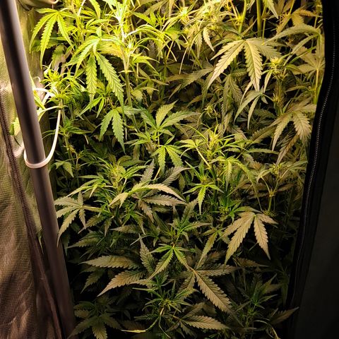 Auto Bruce Banner growlog timeline photo