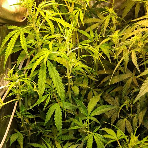 Auto Bruce Banner growlog timeline photo