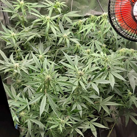 Blueberry Auto growlog timeline photo