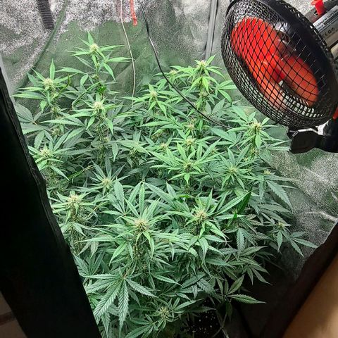 Strawberry Pie Auto growlog timeline photo