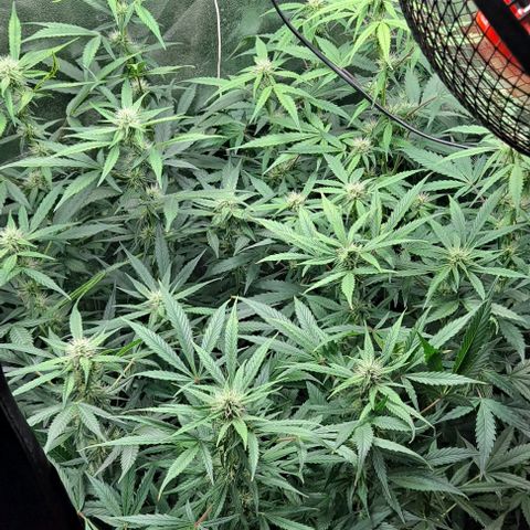 Strawberry Pie Auto growlog timeline photo