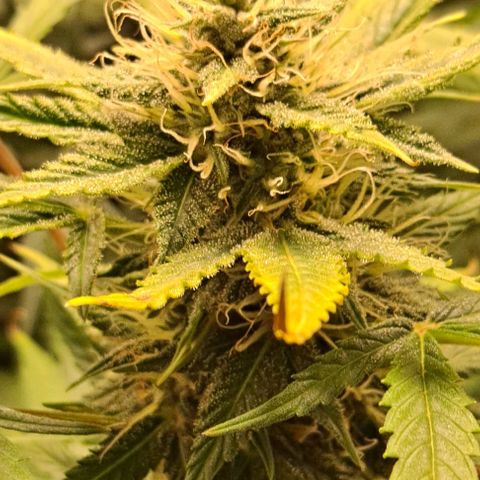 Strawberry Pie Auto growlog timeline photo