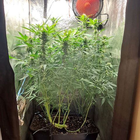Strawberry Pie Auto growlog timeline photo