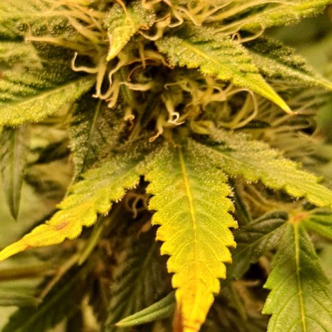 Strawberry Pie Auto growlog timeline photo