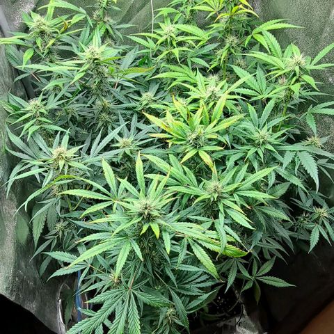 Blueberry Auto growlog timeline photo