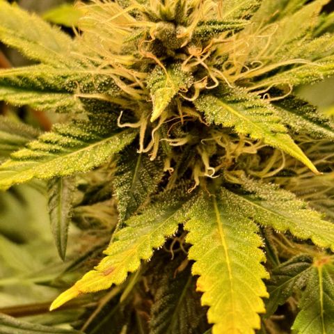 Blueberry Auto growlog timeline photo