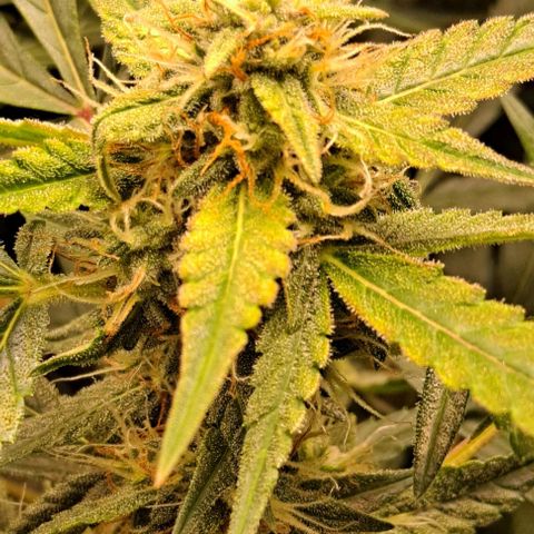 Blueberry Auto growlog timeline photo