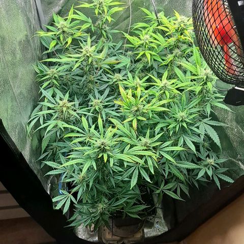 Strawberry Pie Auto growlog timeline photo