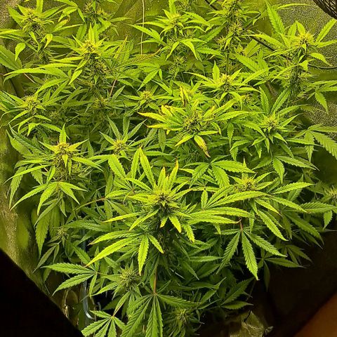 Blueberry Auto growlog timeline photo