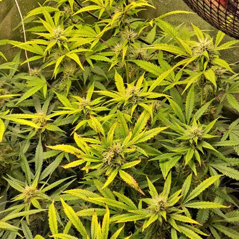Strawberry Pie Auto growlog timeline photo