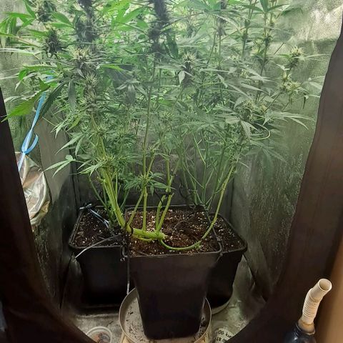 Blueberry Auto growlog timeline photo