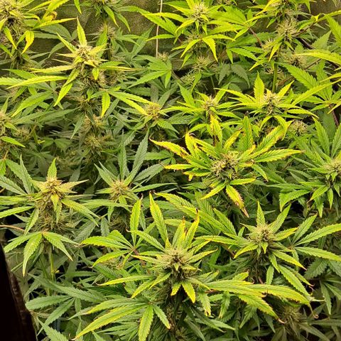 Blueberry Auto growlog timeline photo