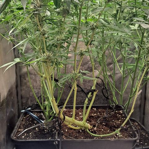 Blueberry Auto growlog timeline photo