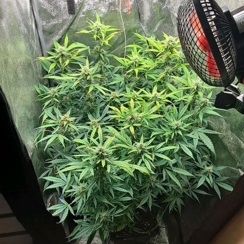 Strawberry Pie Auto growlog timeline photo