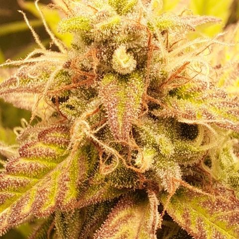Strawberry Pie Auto growlog timeline photo