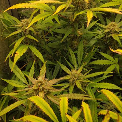 Strawberry Pie Auto growlog timeline photo