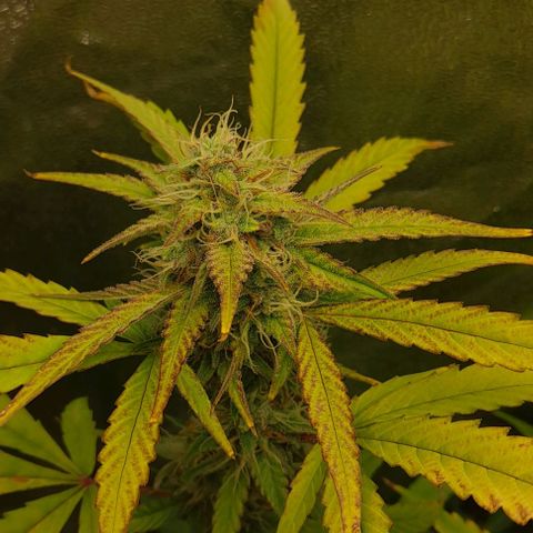 Strawberry Pie Auto growlog timeline photo