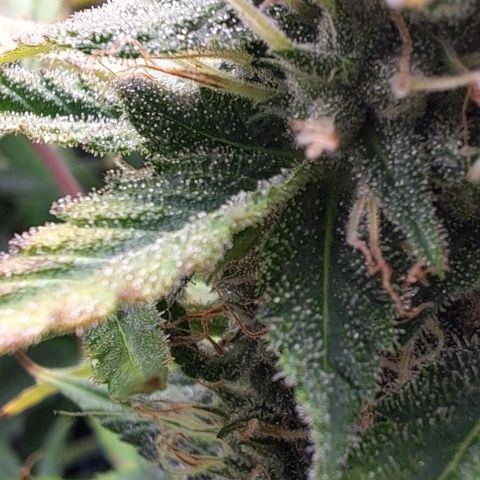 Strawberry Pie Auto growlog timeline photo