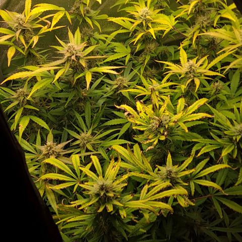 Strawberry Pie Auto growlog timeline photo