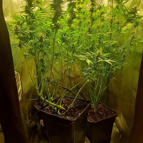 Strawberry Pie Auto growlog timeline photo