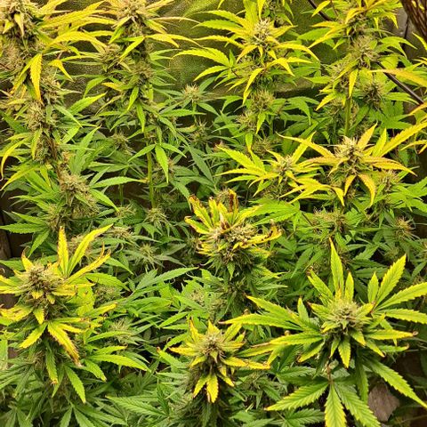 Strawberry Pie Auto growlog timeline photo